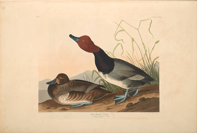 The Birds of America, Plate #322: "Red-headed Duck"