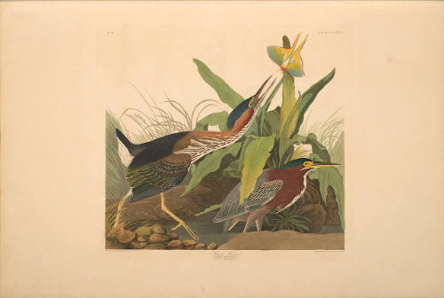 The Birds of America, Plate #333: "Green Heron"