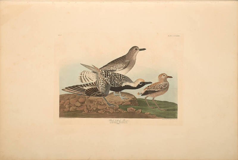 The Birds of America, Plate #334: "Black-bellied Plover"