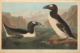 The Birds of America, Plate #341: "Great Auk"