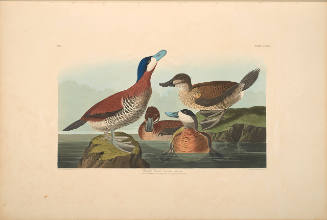 The Birds of America, Plate #343: "Ruddy Duck"