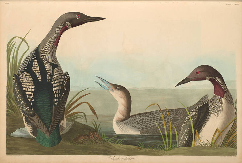 The Birds of America, Plate #346: "Black-throated Diver"