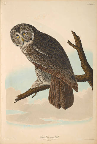 The Birds of America, Plate #351: "Great Cinereous Owl"
