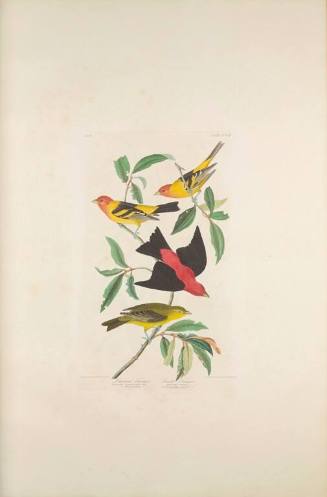 The Birds of America, Plate #354: "Louisiana Tanager and Scarlet Tanager"