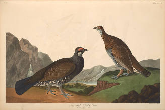The Birds of America, Plate #361: "Long-tailed or Dusky Grouse"