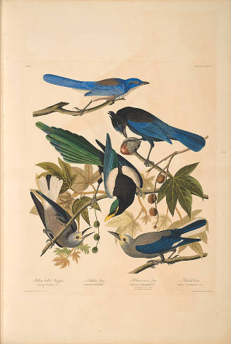The Birds of America, Plate #362: "Yellow-billed Magpie, Steller's Jay, Ultramarine Jay, and Clark's Crow"