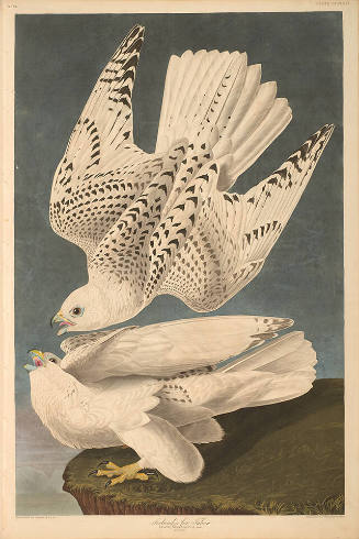 The Birds of America, Plate #366: "Iceland or Jer Falcon"