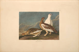 The Birds of America, Plate #368: "Rock Grouse"