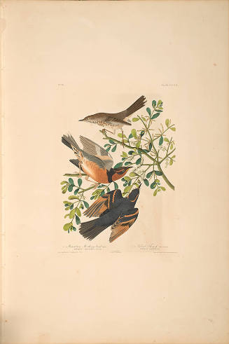 The Birds of America, Plate #369: "Mountain Mockingbird"
