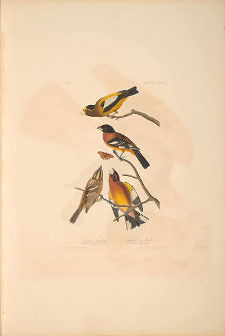 The Birds of America, Plate #373: "Evening Grosbeak and Spotted Grosbeak"