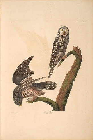 The Birds of America, Plate #378: "Hawk Owl"
