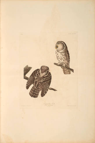 The Birds of America, Plate #380: "Tengmalm's Owl"