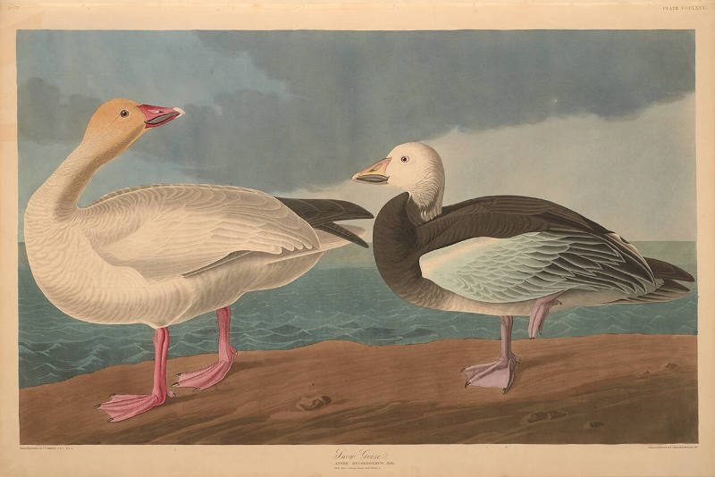 The Birds of America, Plate #381: "Snow Goose"