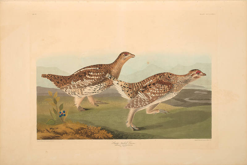 The Birds of America, Plate #382: "Sharp-tailed Grouse"