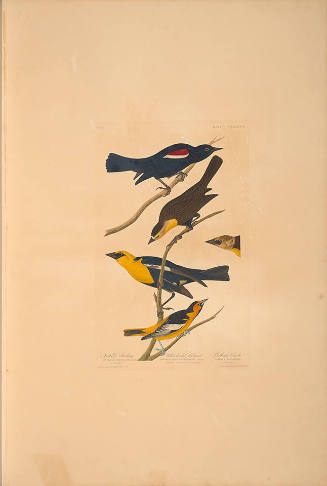 The Birds of America, Plate #388: "Nuttall's Starling, Yellow-headed Troopial, and Bullock's Oriole"