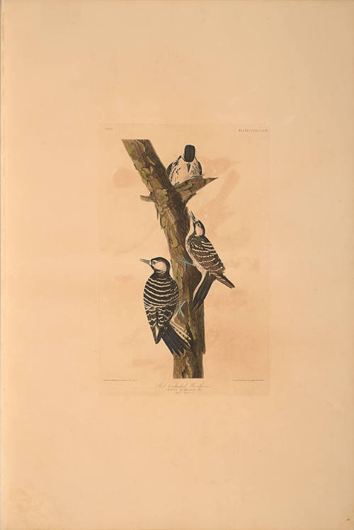 The Birds of America, Plate #389: "Red-cockaded Woodpecker"