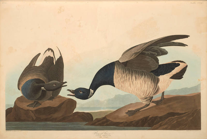 The Birds of America, Plate #391: "Brant Goose"