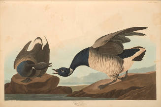 The Birds of America, Plate #391: "Brant Goose"