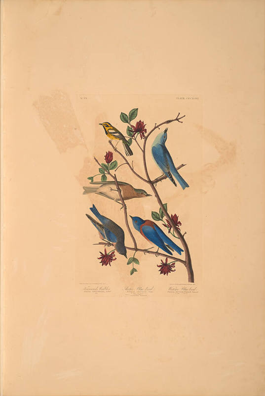 The Birds of America, Plate #393: "Townsend's Warbler, Arctic Blue Bird, and Western Blue Bird"