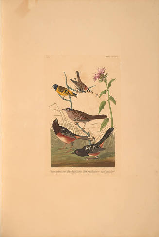 The Birds of America, Plate #394: "Chestnut-coloured Finch, Black-headed Siskin, Black Crown Bunting, and Arctic Ground Finch"