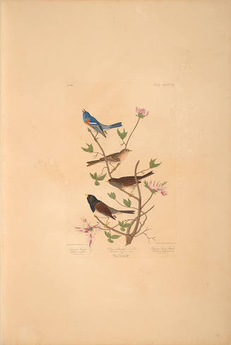 The Birds of America, Plate #398: "Lazuli Finch, Clay-coloured Finch, and Oregon Snow Finch"