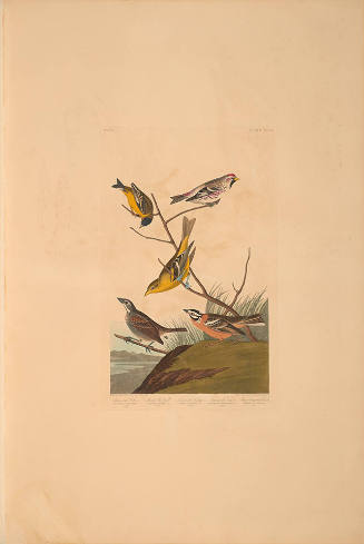 The Birds of America, Plate #400: "Arkansaw Siskin, Mealy Red-poll, Louisiana Tanager, Townsend's Finch, and Buff-breasted Finch"
