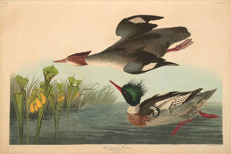 The Birds of America, Plate #401: "Red-breasted Merganser"