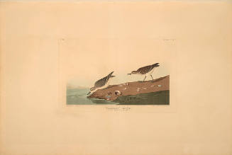 The Birds of America, Plate #405: "Semipalmated Sandpiper"