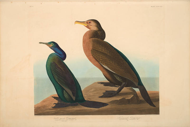 The Birds of America, Plate #412: "Violet-green Cormorant and Townsend's Cormorant"