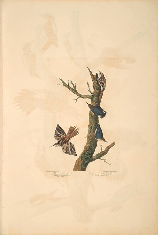 The Birds of America, Plate #415: "Brown Creeper and California Nuthatch"