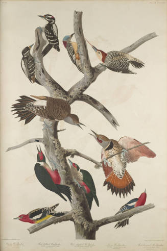 The Birds of America, Plate #416: "Hairy Woodpecker, Red-bellied Woodpecker, Red-shafted Woodpecker, Lewis Woodpecker, and Red-breasted Woodpecker"