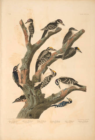 The Birds of America, Plate #417: "Maria's Woodpecker, Three-toed Woodpecker, Phillips' Woodpecker, Canadian Woodpecker, Harris's Woodpecker, and Audubon's Woodpecker"