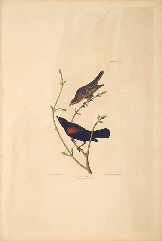 The Birds of America, Plate #420: "Prairie Starling"