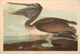 The Birds of America, Plate #421: "Brown Pelican"