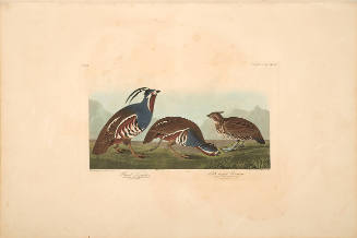 The Birds of America, Plate #423: "Plumed Partridge and Thick-legged Partridge"