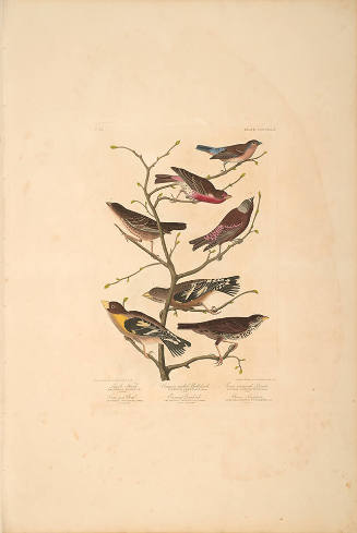 The Birds of America, Plate #424: "Lazuli Finch, Crimson-necked Bullfinch, Grey-crowned Linnet, Cow-pen Bird, Evening Grosbeak, and Brown Longspur"