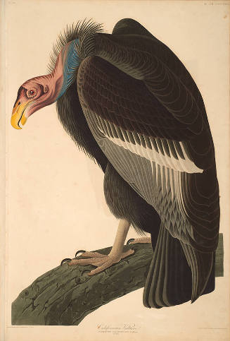 The Birds of America, Plate #426: "California Vulture"
