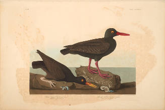 The Birds of America, Plate #427: "White-legged Oyster-catcher and Slender-billed Oyster-catcher"