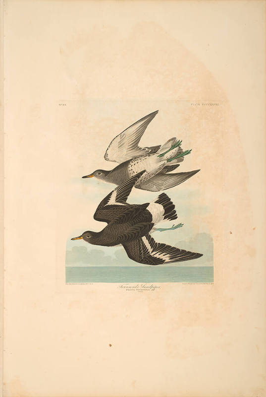 The Birds of America, Plate #428: "Townsend's Sandpiper"
