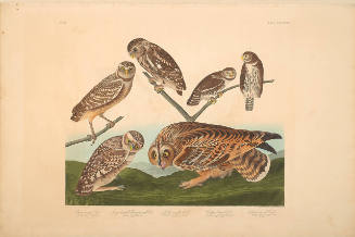 The Birds of America, Plate #432: "Burrowing Owl, Large-headed Burrowing Owl, Little Night Owl, and Columbian Owl"