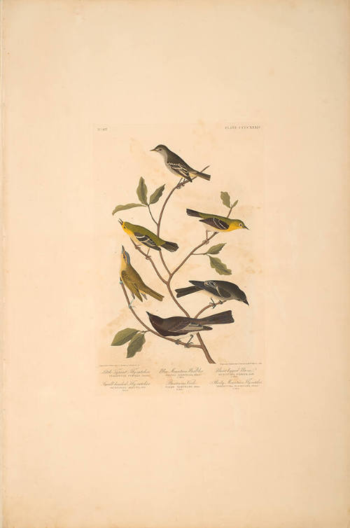 The Birds of America, Plate #434: "Little Tyrant Flycatcher"