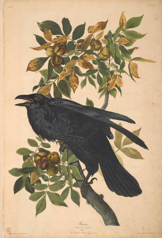 The Birds of America, Plate #101: "Raven"