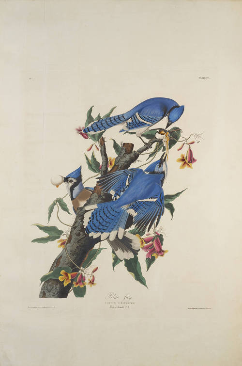 The Birds of America, Plate #102: "Blue Jay"