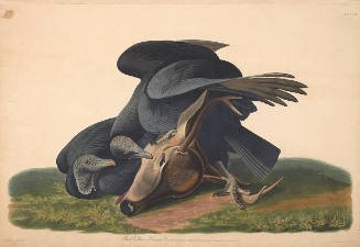 The Birds of America, Plate #106: "Black Vulture or Carrion Crow"