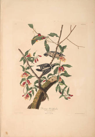 The Birds of America, Plate #112: "Downy Woodpecker"