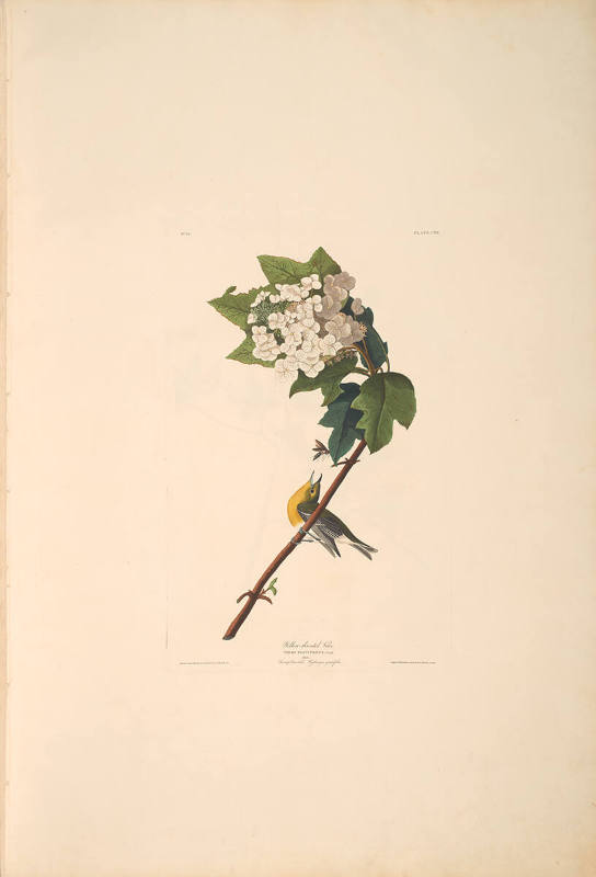The Birds of America, Plate #119: "Yellow-throated Vireo"