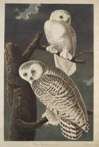 The Birds of America, Plate #121: "Snowy Owl"