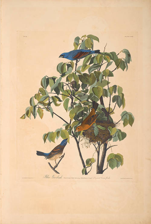 The Birds of America, Plate #122: "Blue Grosbeak"