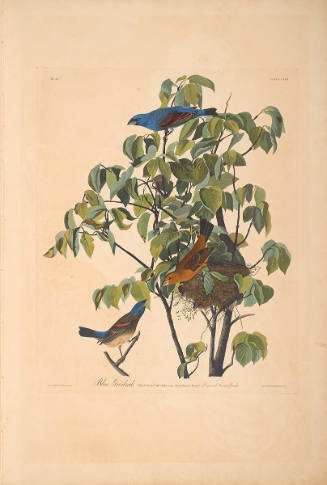 The Birds of America, Plate #122: "Blue Grosbeak"
