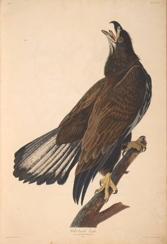 The Birds of America, Plate #126: "White-headed Eagle"
